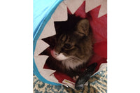 Peculiar Pet Holiday Box - Cat