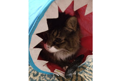 Peculiar Pet Holiday Box - Cat