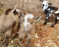 Goat Milk Soap & Lotion of the Month