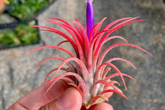 Air Plants Monthly
