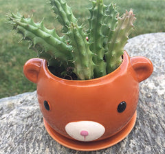 Potted Succulent Plant