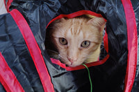 Peculiar Pet Holiday Box - Cat