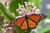 Butterfly Garden Kit