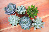 Monthly Succulents by Succy Crafts