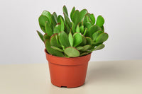As winter approaches, the focus of the House Plant Specialty Box shifts to indoor plants that thrive in lower light conditions. Lush foliage
