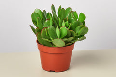 As winter approaches, the focus of the House Plant Specialty Box shifts to indoor plants that thrive in lower light conditions. Lush foliage