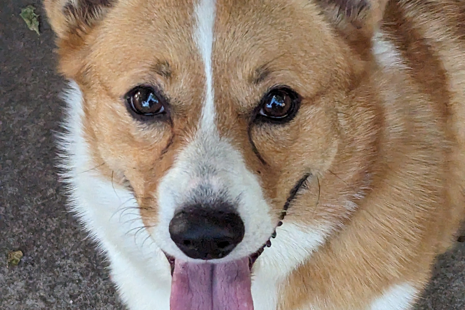 My Corgi and Me Box