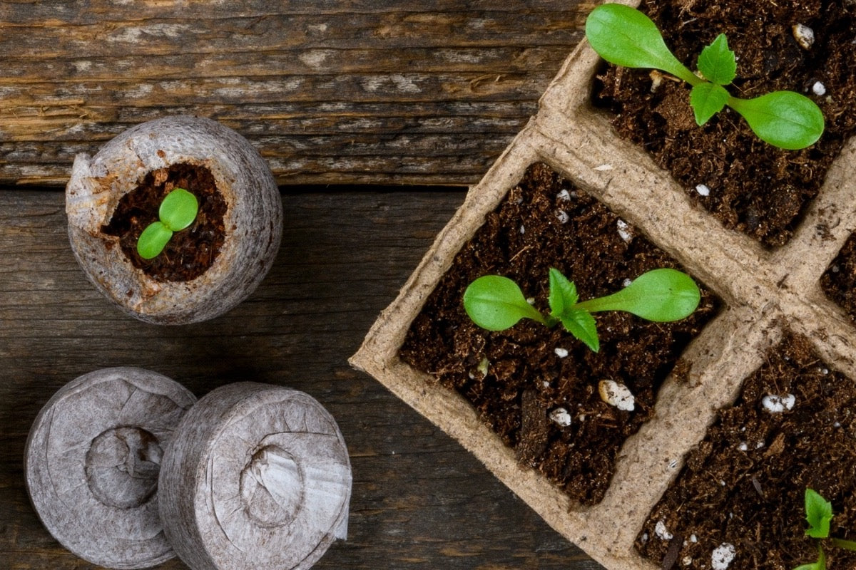 organic seeds garden 🪴Urban Organic Gardener's Monthly Seed Club 🌱 PRO plan