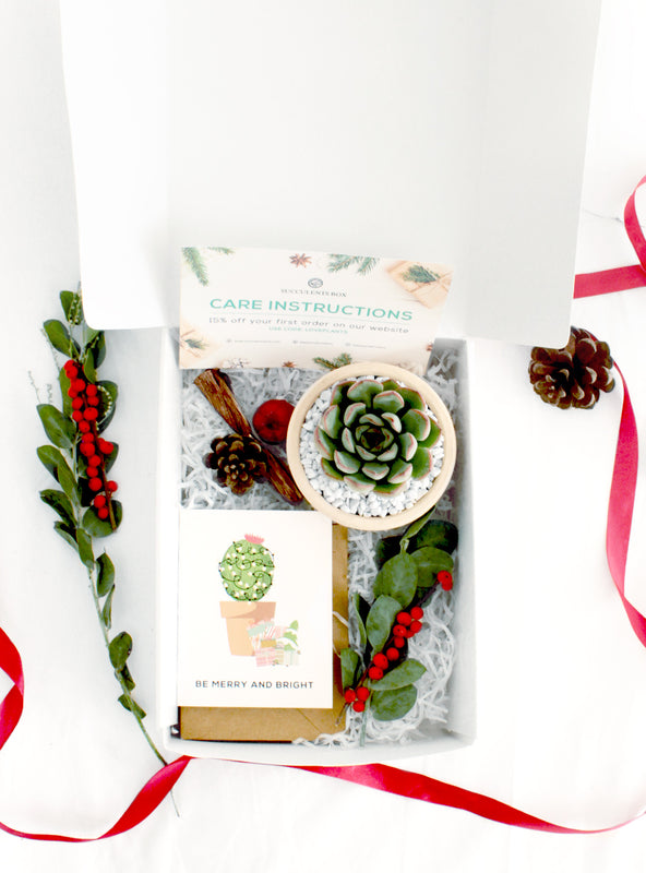 Image of Christmas Gift Box - 1 Succulent
