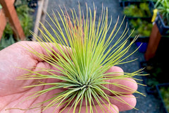 Air Plants Monthly