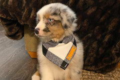 Pet Bandanas, Personalized,  Each Month with Unique, Seasonal Themes