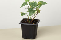 House plant boxes offer unparalleled convenience, particularly for plant enthusiasts with busy schedules or limited access to nurseries or p