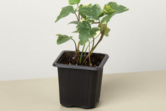 House plant boxes offer unparalleled convenience, particularly for plant enthusiasts with busy schedules or limited access to nurseries or p