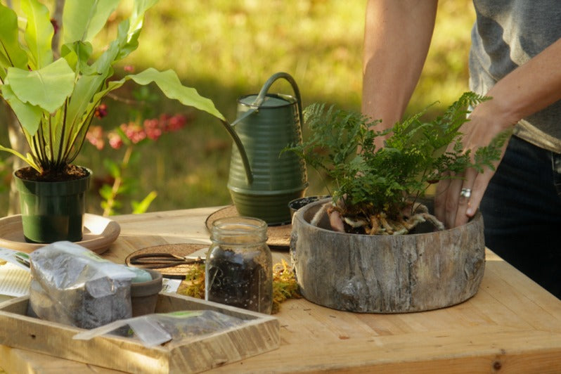 Plants on a day from the Garden box. This is one of the best subscription box for women. 