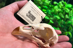 Skulls Unlimited's BoneBox