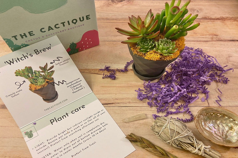 The Cactique Boutique Box