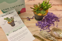 The Cactique Boutique Box