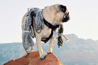 Vinny the Pug atop Mt. Sedona. This authentic photograph is of Vinny the Pug atop a boulder in Sedona, Arizona. 