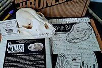 Skulls Unlimited's BoneBox
