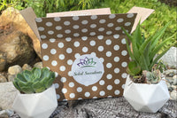 DIY Succulent Kit by Soleil Succulents