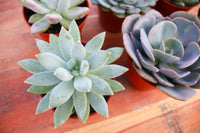 Monthly Succulents by Succy Crafts