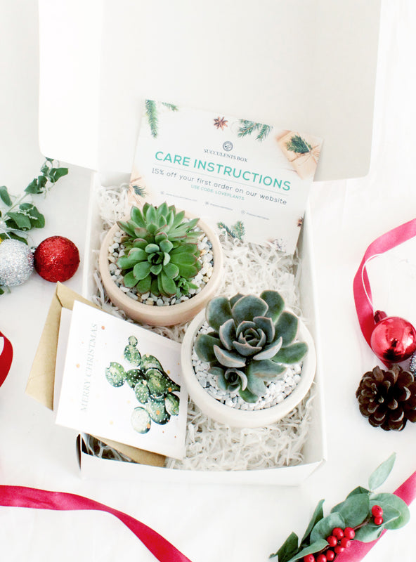 Image of Christmas Gift Box - 2 Succulents
