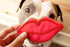 BoxDog - Monthly Dog Subscription Box with 100% Handmade Treats & 2 Dog Toys: Medium Dog 21-50lb