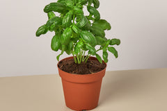 With the arrival of summer, the House Plant Specialty Box takes you outdoors, offering plants that thrive in sun-soaked environments. Colorf