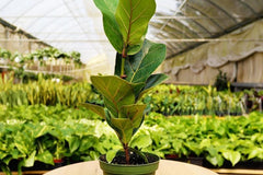 House Plant Subscription Box