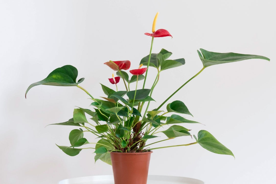 House Plant Subscription Box