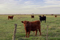 Campo Box