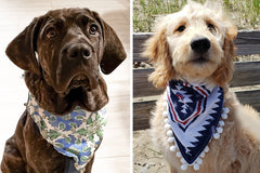 Northern By Sneed Monthly Dog Bandana Subscription