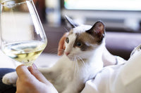 Paws & Pour Cat Box