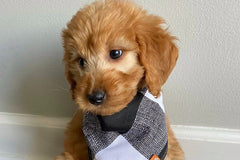 Pet Bandanas, Personalized,  Each Month with Unique, Seasonal Themes