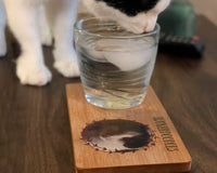 Pawsome Cat Photo Club