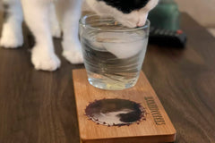 Pawsome Cat Photo Club