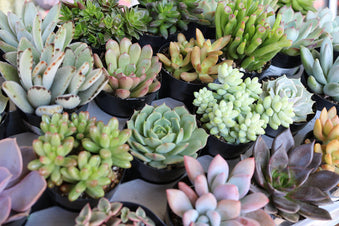 Succulents of the Month