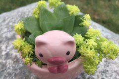 Potted Succulent Plant