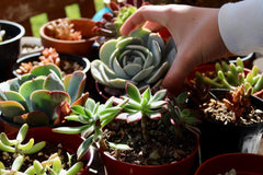 DIY Succulent Kit by Soleil Succulents
