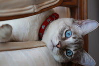 BoxCat Giant Seasonal Cat Subscription Box
