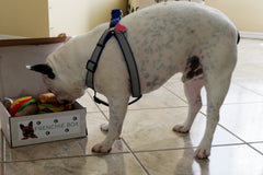 Frenchie Box