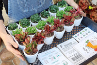 succulents subscription box, indoor plants subscription, succulent plants subscription, plant subscription box