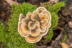 A beautiful Turkey Tail mushroom group with several colors of brown representing a turkey tail shape.