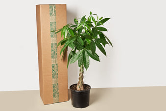 Large 10" Premium Indoor Plant Box