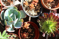 DIY Succulent Kit by Soleil Succulents