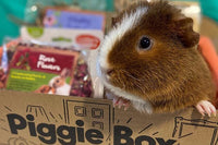 Piggie Box