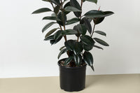 Each month, subscribers can look forward to receiving a premium, high-quality, and healthy 10-inch houseplant. These plants are carefully ch