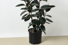 Each month, subscribers can look forward to receiving a premium, high-quality, and healthy 10-inch houseplant. These plants are carefully ch