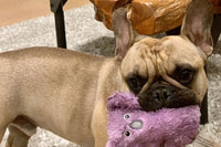 Frenchie Box
