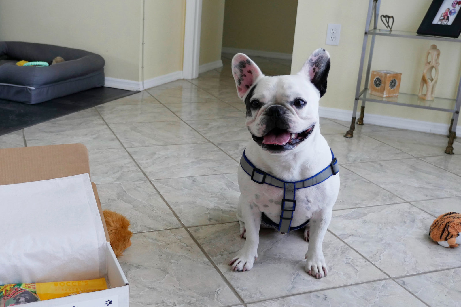 Frenchie Box